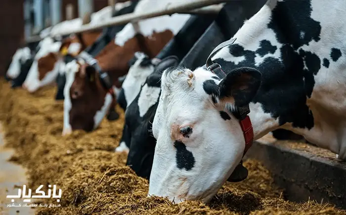 اطلاعات فروشندگان خوراک دام کشور